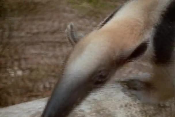 Anteater klättrar ett träd — Stockvideo