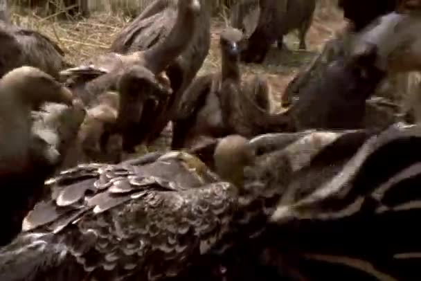 Os abutres alimentam-se de uma carcaça de zebra — Vídeo de Stock