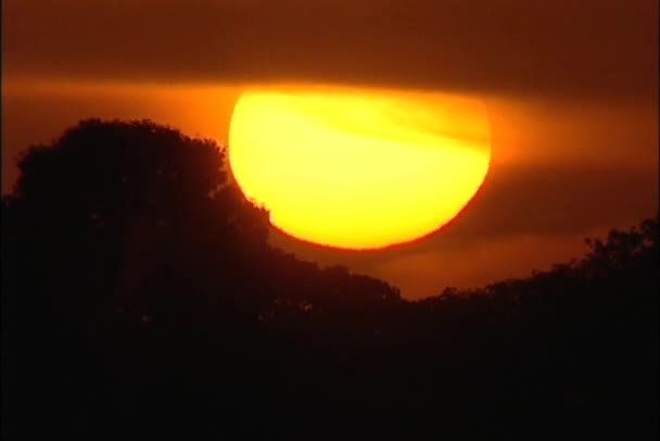 Sol detrás de árboles siluetas — Vídeo de stock