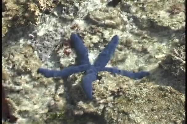 Blauwe starfish glinsterende — Stockvideo