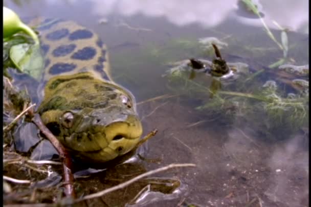 Anaconda snake emerging from river — Stock Video