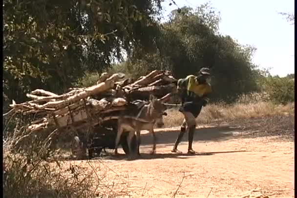 Africano caminha ao lado de um burro — Vídeo de Stock