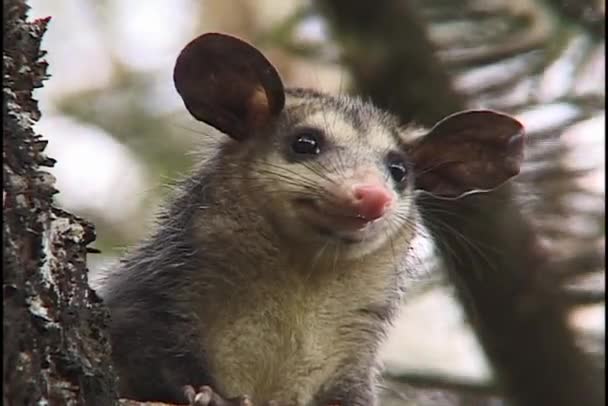 Opossum schnuppert Luft — Stockvideo