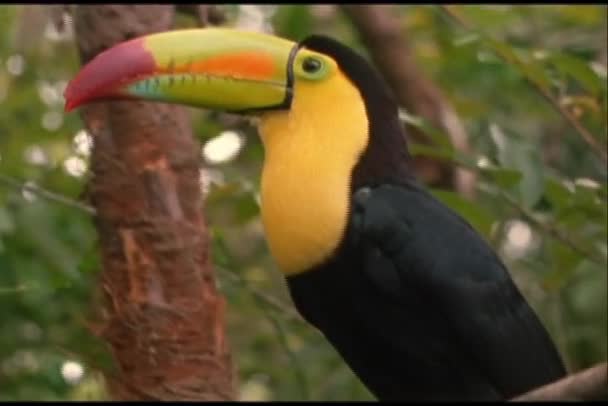 Toucan con becco multicolore — Video Stock