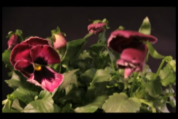 Pálias coloridas florescendo — Vídeo de Stock