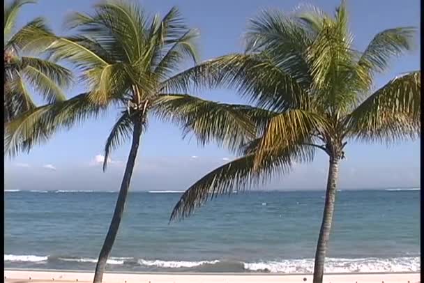 Warm breeze stir palm fronds — Stock Video