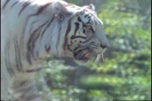 Biały tygrys spacery — Wideo stockowe