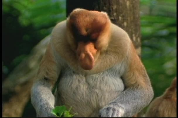 Proboscis Macaco comendo folhas — Vídeo de Stock