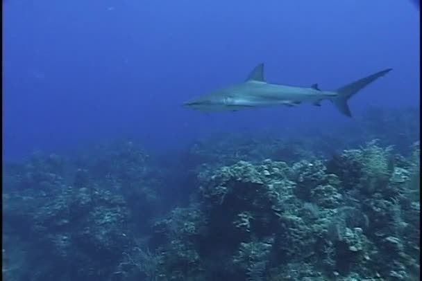 サンゴ礁のサメの泳ぐ水中 — ストック動画