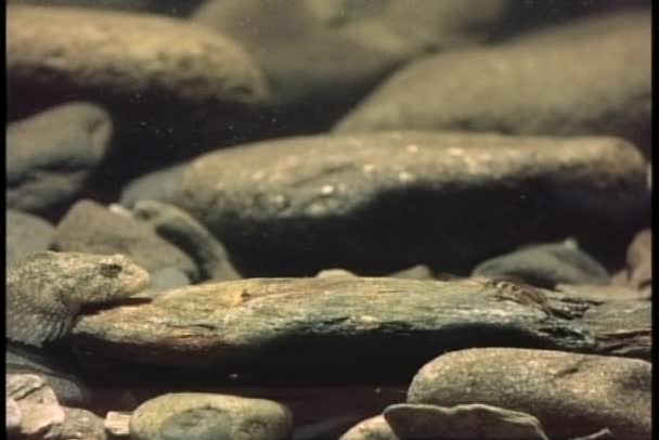 Getarnte Fische im Wasser — Stockvideo