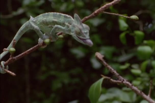 Lagarto pega um inseto — Vídeo de Stock