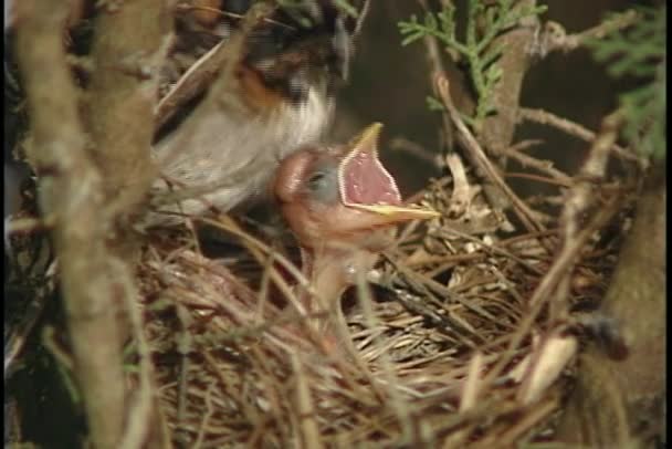 Sparrow feeds its baby chick — Stock Video