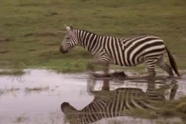 Een zebra doorloopt een vijver in Kenia. — Stockvideo