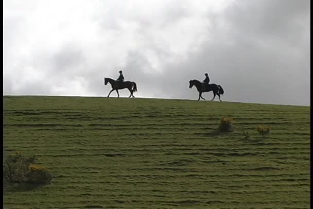 Atlar ve biniciler, İskoç Dağlık — Stok video