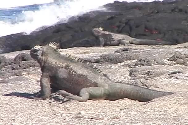 Iguanas rest on the shore — Stock Video