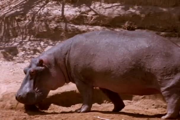 Hipopotam plods poprzez — Wideo stockowe