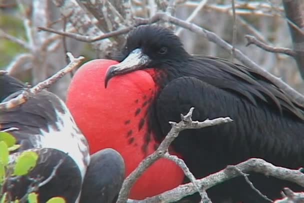 Fragata pájaro sopla fuera de su pecho — Vídeos de Stock