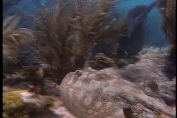 Stingray γλιστράει στον ωκεανό — Αρχείο Βίντεο