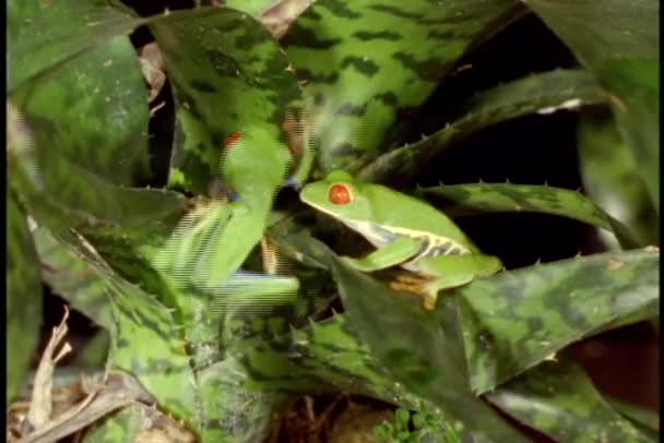 Ranas de árbol de ojos rojos — Vídeos de Stock