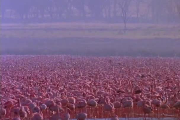 Рожеві фламінго заповнити озеро — стокове відео