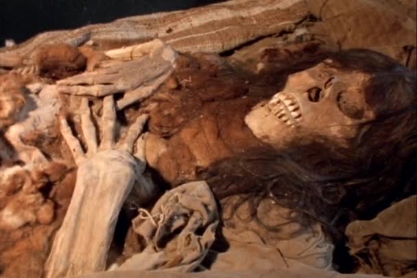 Skelet liggen in een archeologisch laboratorium — Stockvideo