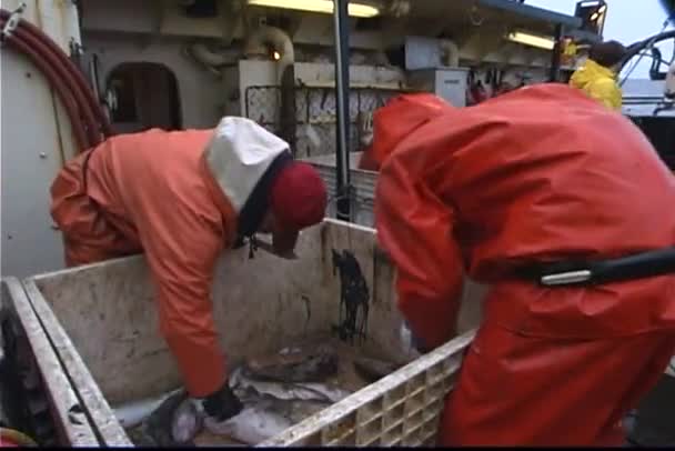 Fishermen cut open fish — Stock Video