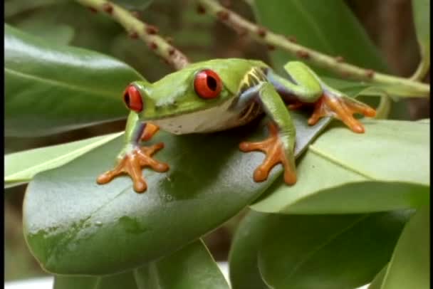 Grenouille arbustive aux yeux rouges verts — Video