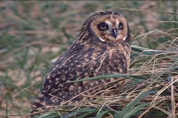 Kort eared owl sitter i gräset — Stockvideo