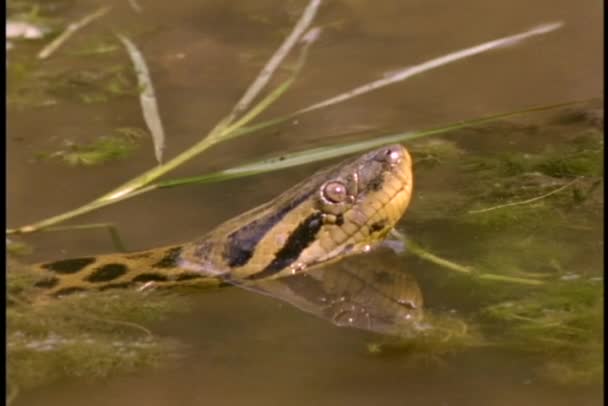 Anaconda snake floating in river — Stock Video