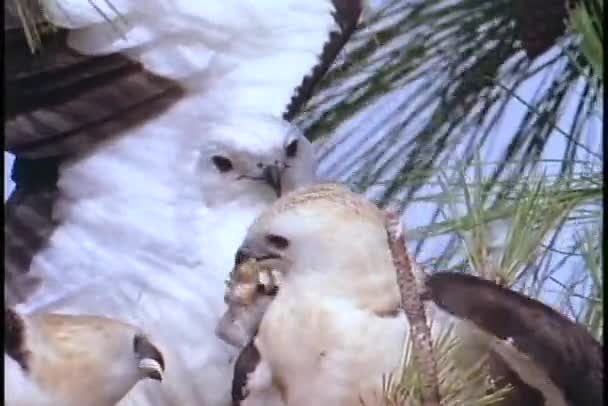 Aves águila pescadora — Vídeos de Stock