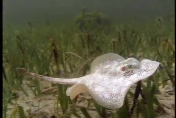 Stingray desliza no oceano — Vídeo de Stock
