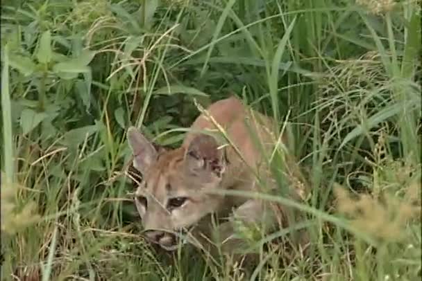 Bobcat walks through grass — Stock Video