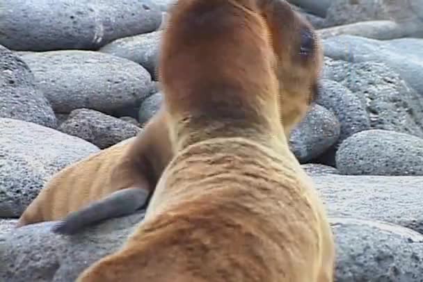 Zeeleeuwen spelen op de rotsen — Stockvideo