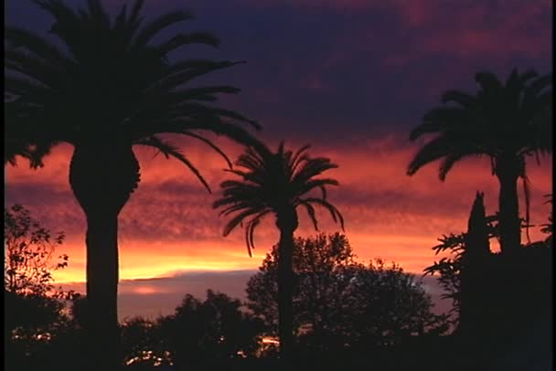 Palmbomen en zonsondergang — Stockvideo