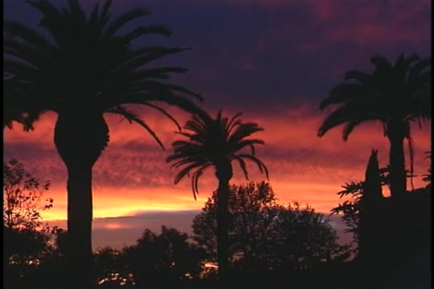 Palm trees and sunset — Stock Video