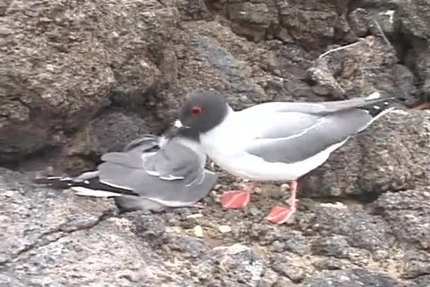 Möwen ruhen auf Felsen — Stockvideo