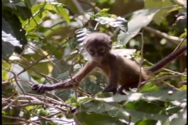 Macaco sobe em uma árvore — Vídeo de Stock