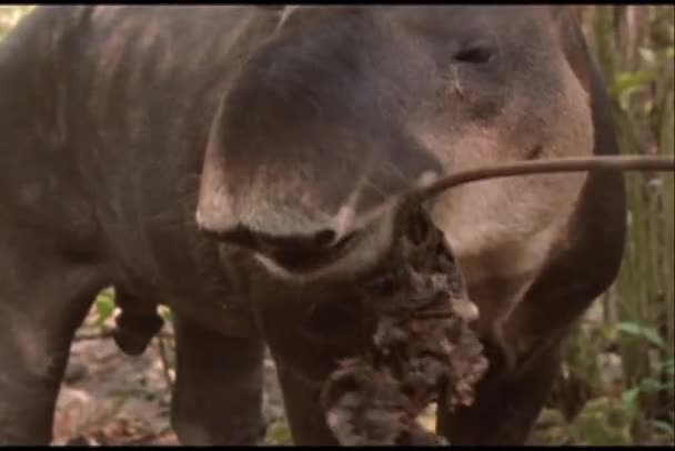 Brazilian tapir in Amazon rain forest — Stock Video