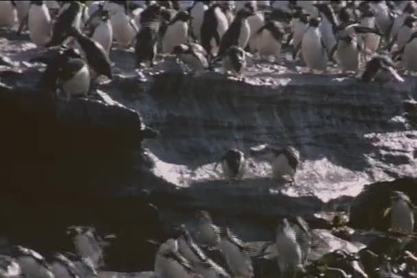 Rockhopper pingwiny na skalisty brzeg — Wideo stockowe