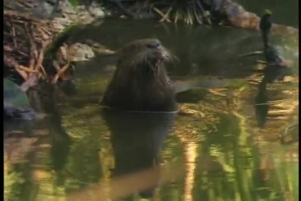 Fischotter sitzt im Wasser — Stockvideo