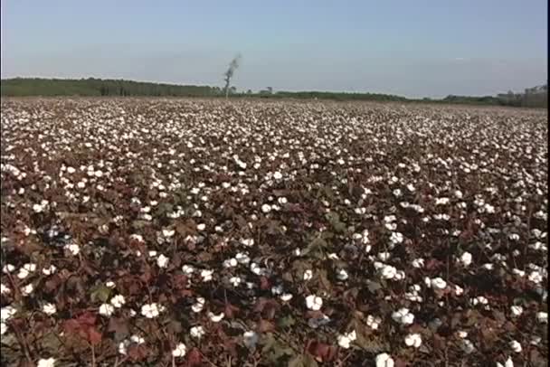 Campos de flor de algodão — Vídeo de Stock