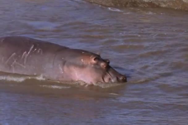Un hipopótamo vadea por un arroyo — Vídeos de Stock