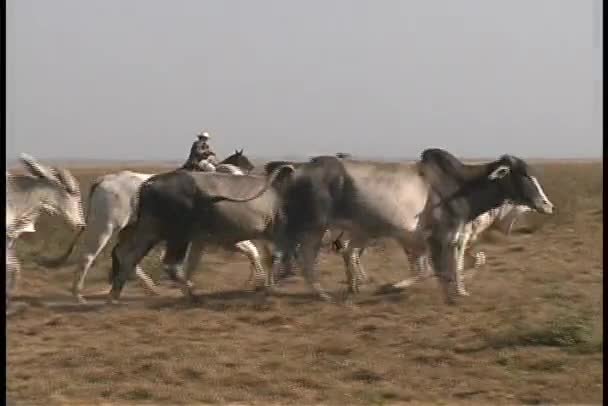 Renners begeleiden een kudde van koeien — Stockvideo