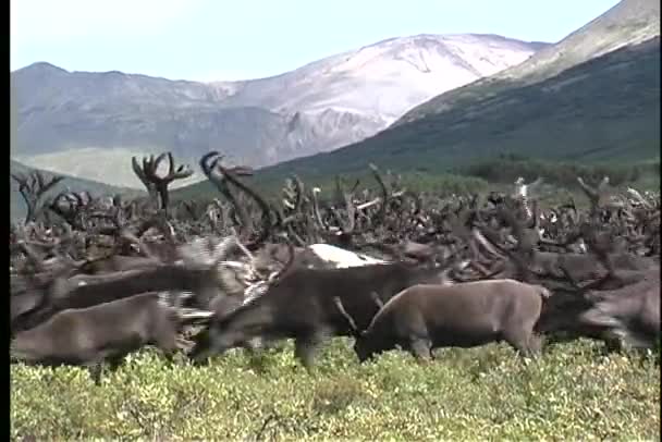 Kudde rendieren op een gras — Stockvideo