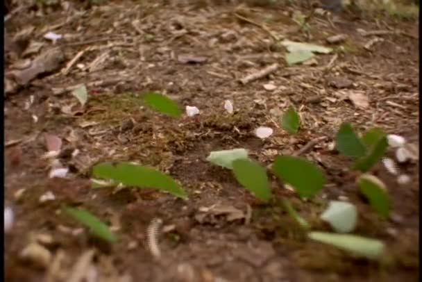 Hormigas cortadoras de hojas en el trabajo en el bosque — Vídeos de Stock