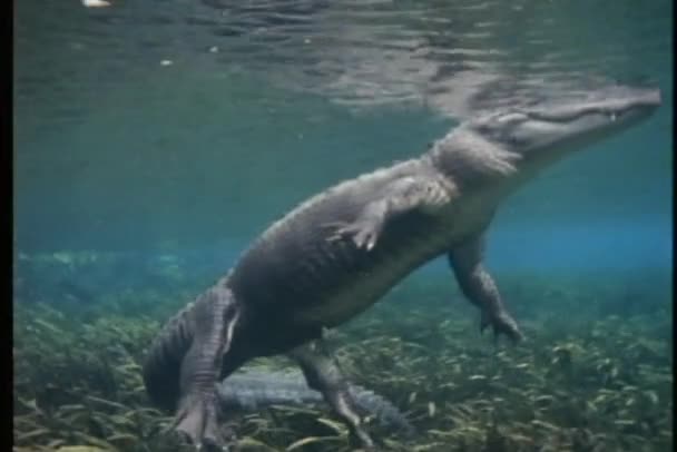 Aligátor úszik a víz alatt — Stock videók