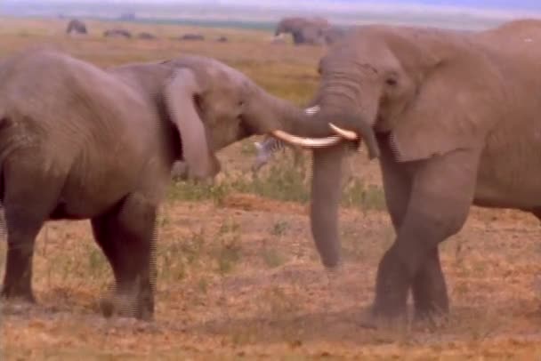 Les jeunes éléphants se battent — Video