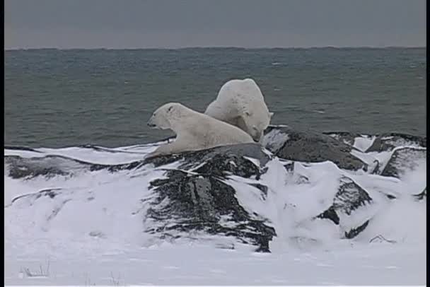 两只北极熊在雪地里摔跤 — 图库视频影像