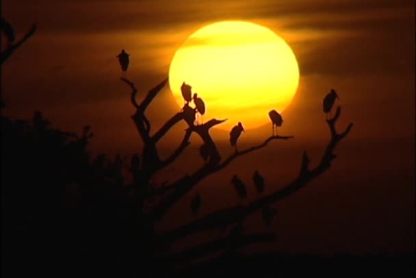 Pájaros sentados en un árbol al atardecer — Vídeo de stock