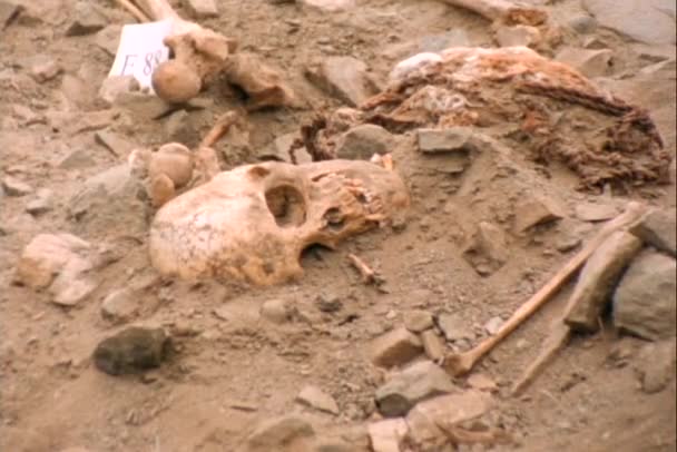 Human bones lying in an archeological site. — Stock Video